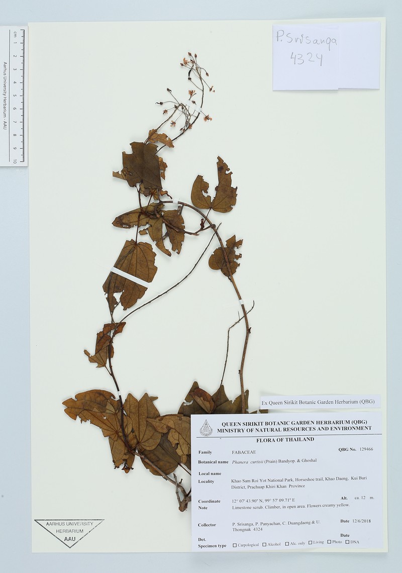 Phanera curtisii photo 7