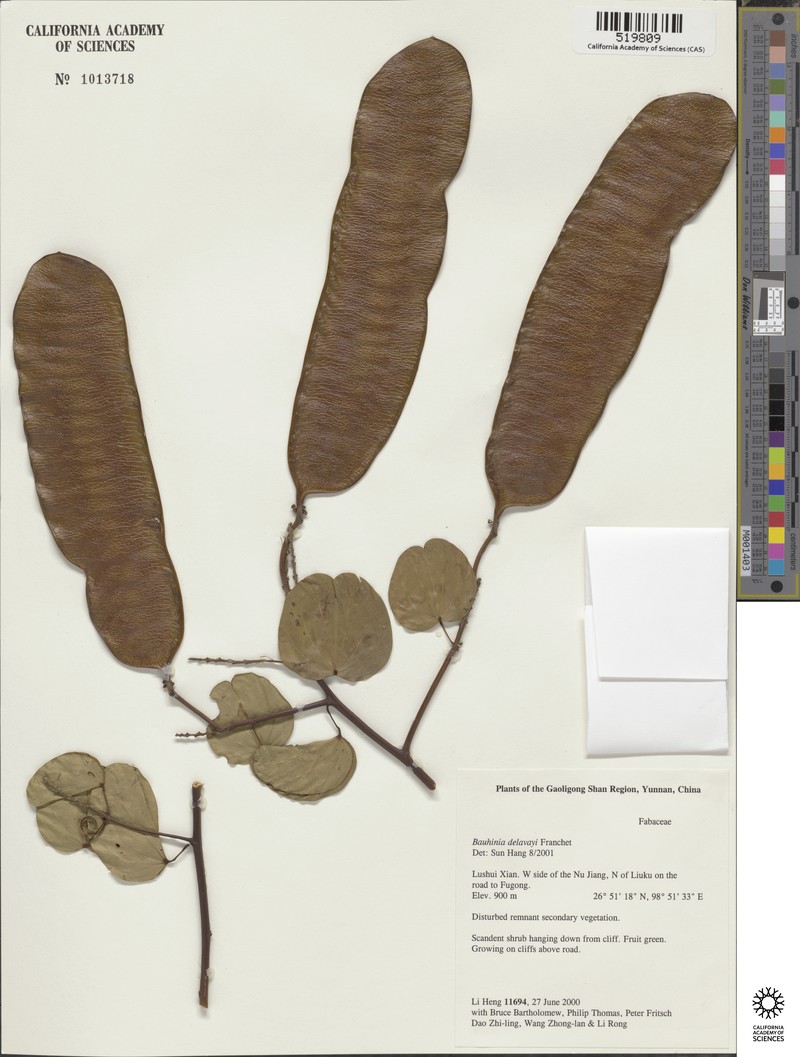 Phanera delavayi
