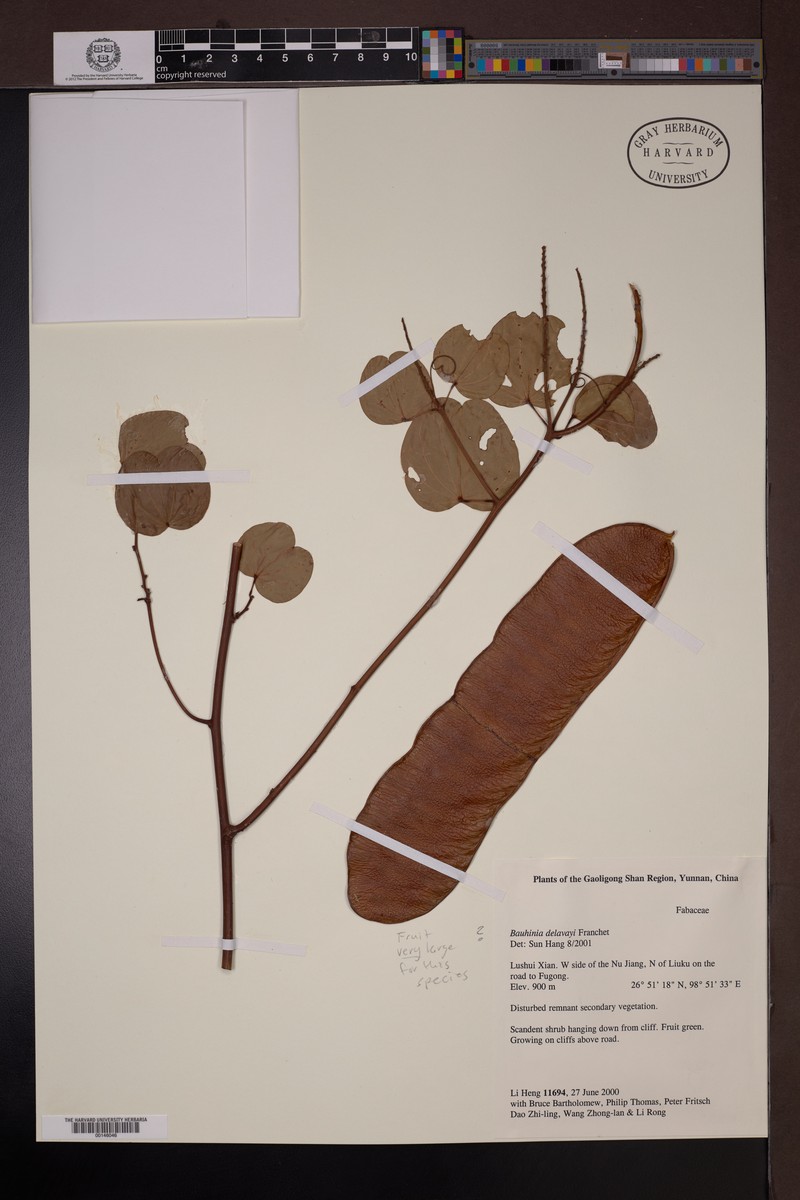 Phanera delavayi photo 2