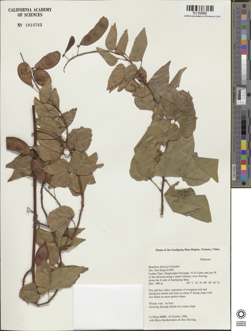 Phanera delavayi photo 3