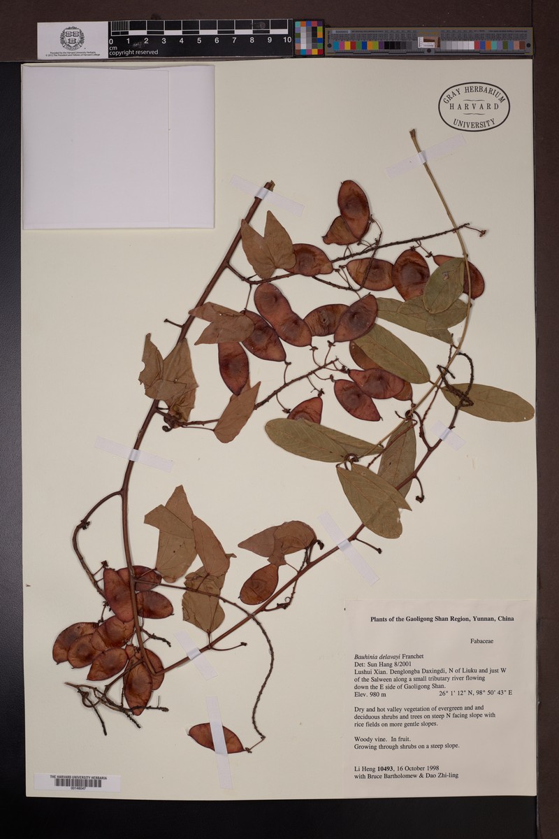 Phanera delavayi photo 4