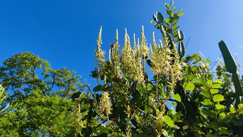 Phanera esquirolii