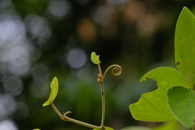 Phanera esquirolii photo 2