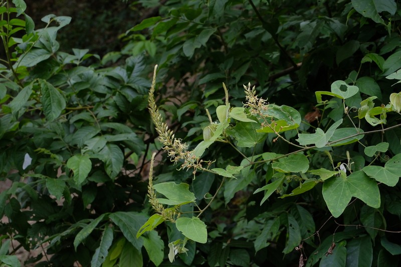 Phanera esquirolii photo 5