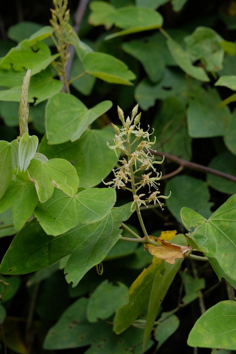 Phanera esquirolii photo 6