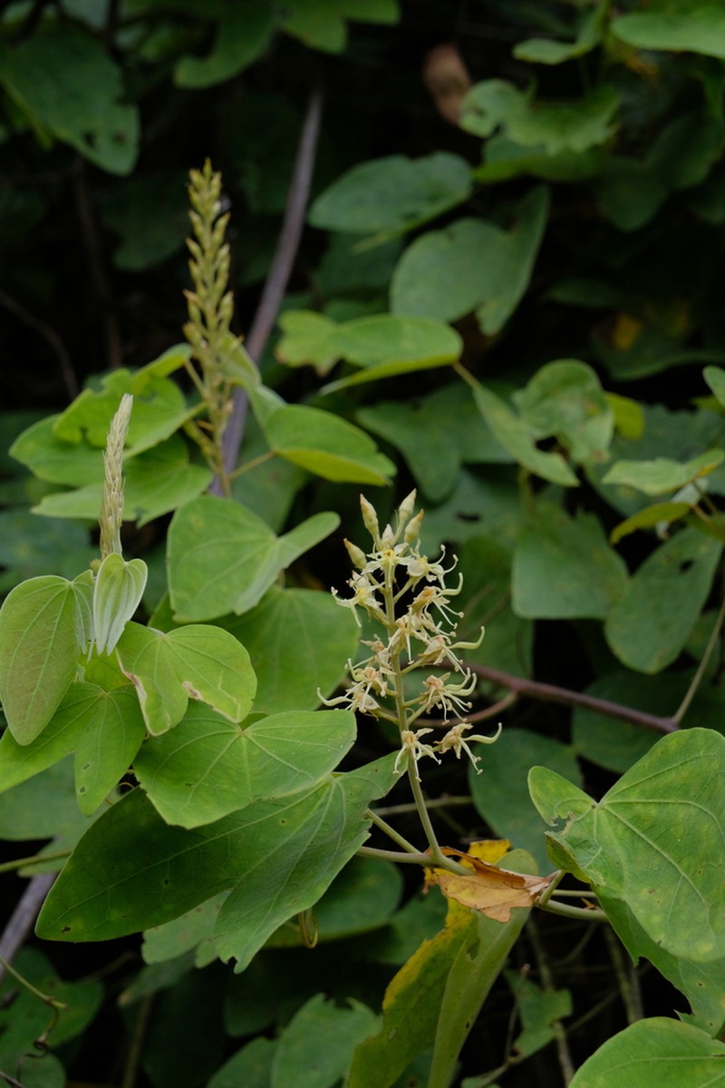 Phanera esquirolii photo 8
