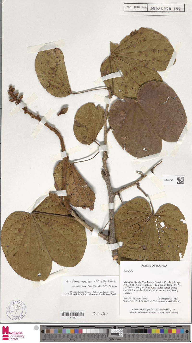 Phanera excelsa var. aurora