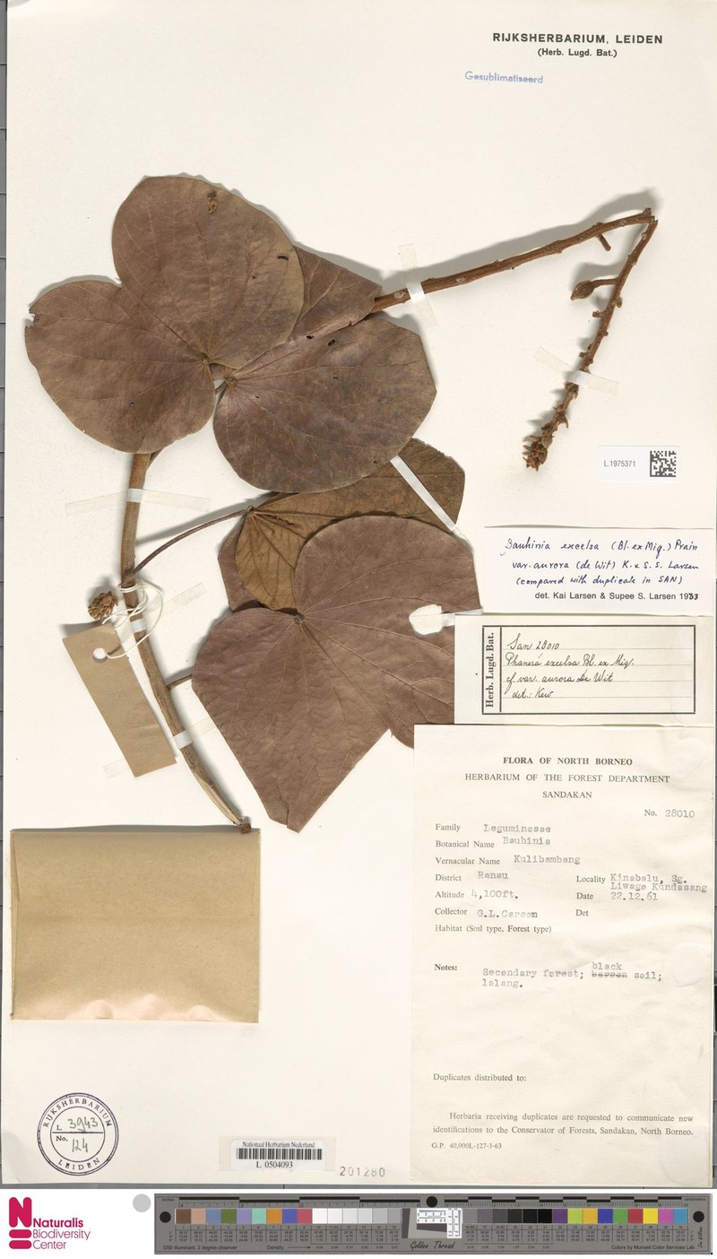 Phanera excelsa var. aurora photo 3