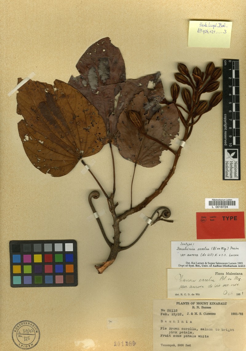 Phanera excelsa var. aurora photo 4