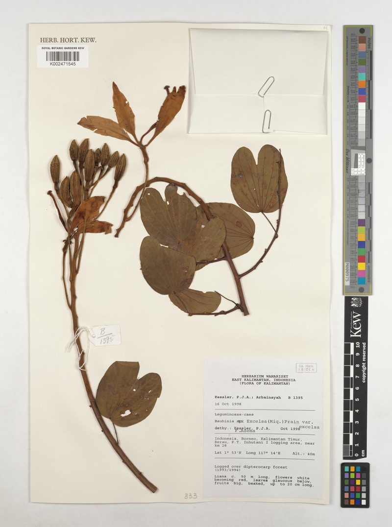 Phanera excelsa var. excelsa
