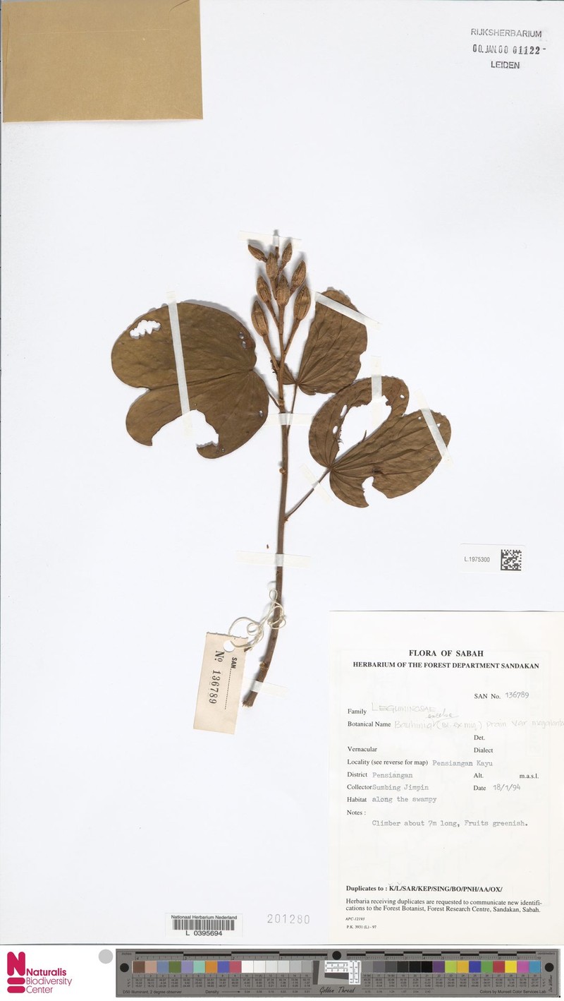 Phanera excelsa var. excelsa photo 2