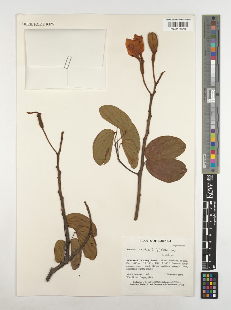 Phanera excelsa var. excelsa photo 3