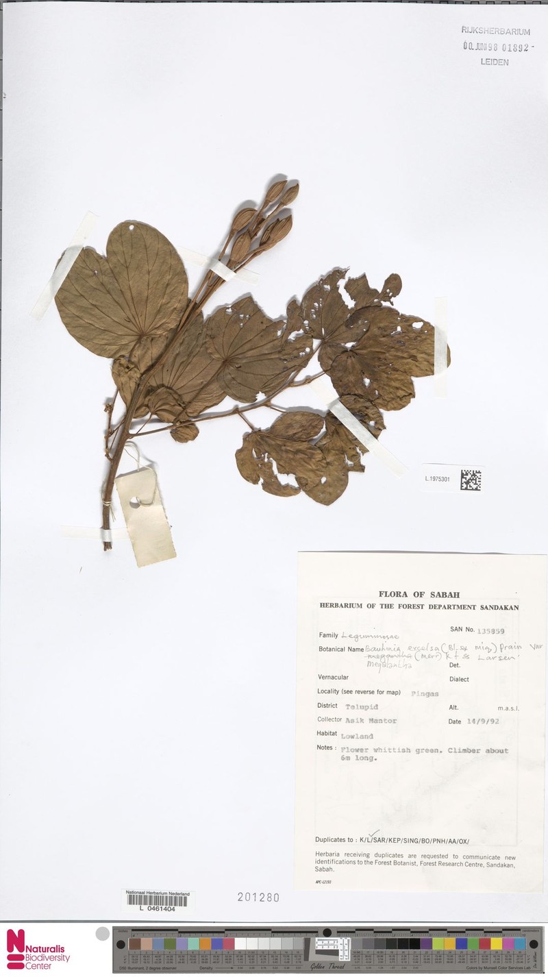 Phanera excelsa var. excelsa photo 4