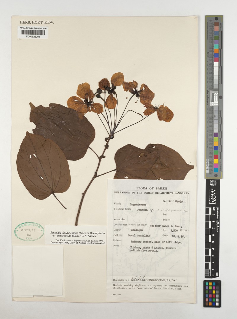 Phanera finlaysoniana var. amoena