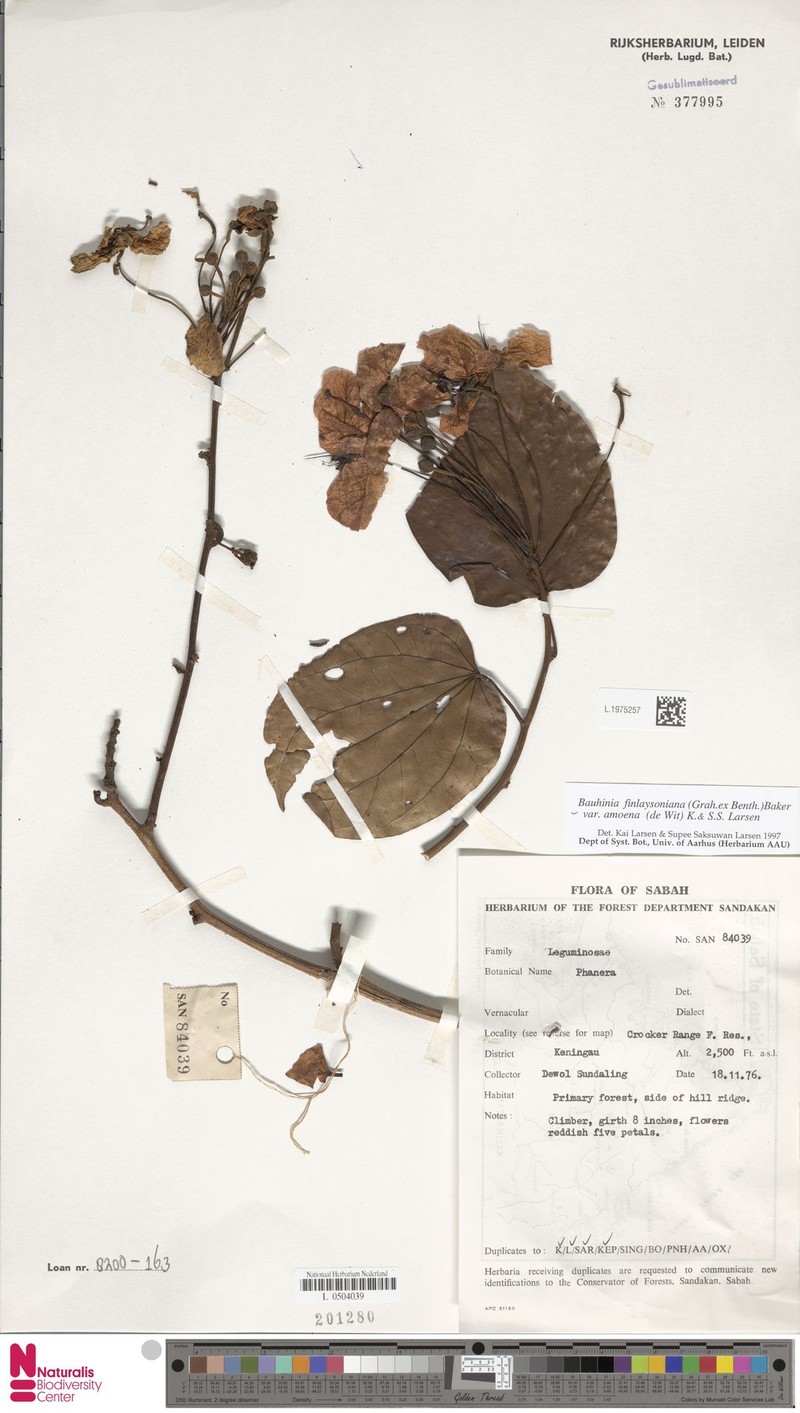 Phanera finlaysoniana var. amoena photo 2