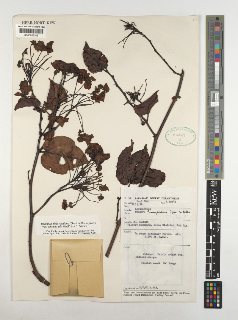 Phanera finlaysoniana var. amoena photo 3