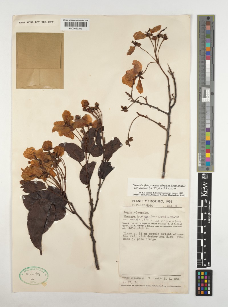 Phanera finlaysoniana var. amoena photo 4