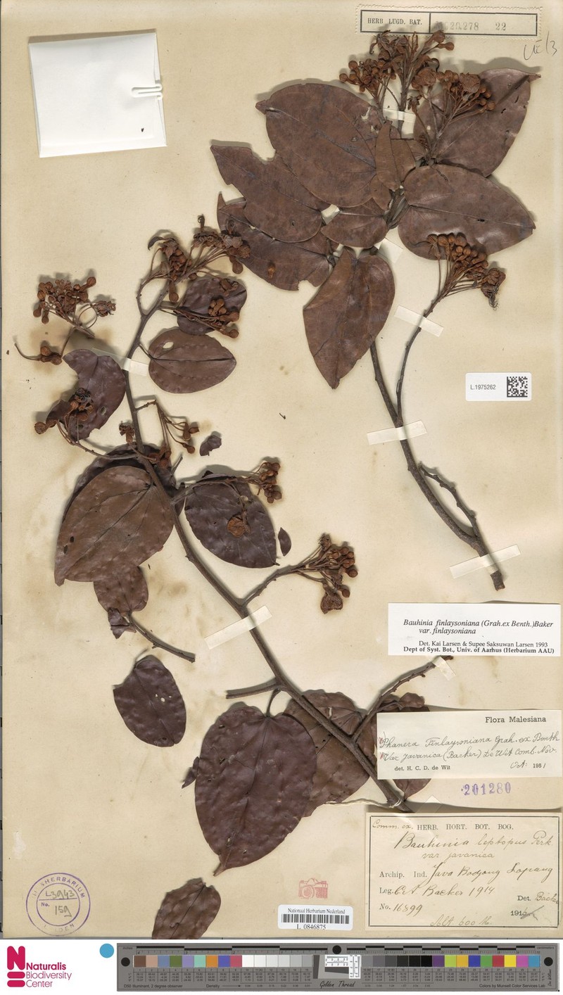 Phanera finlaysoniana var. finlaysoniana