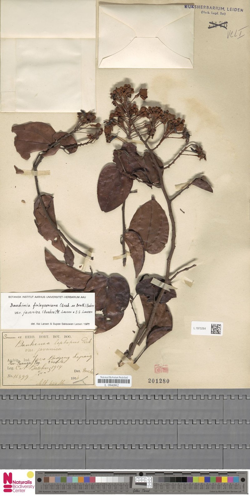 Phanera finlaysoniana var. finlaysoniana photo 2