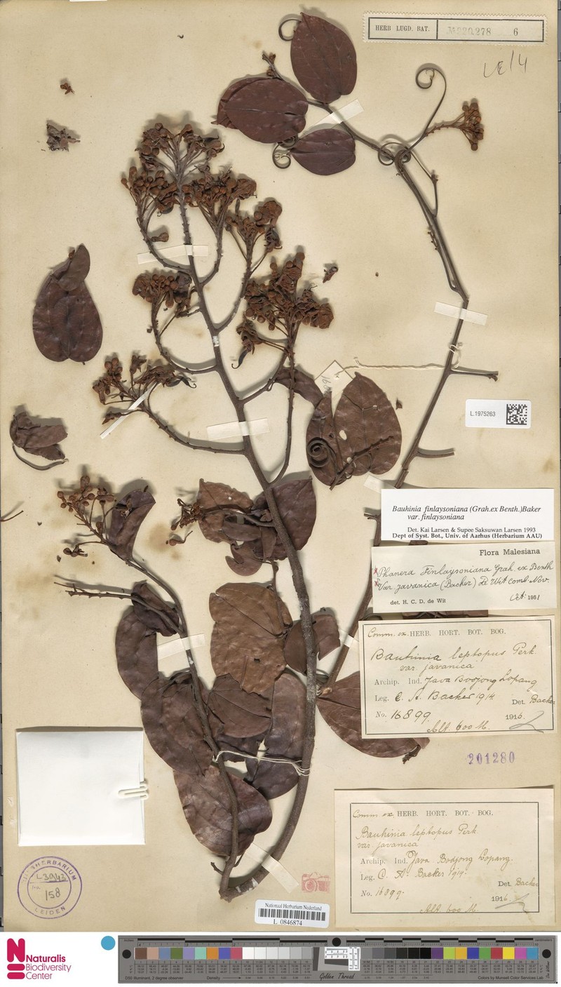 Phanera finlaysoniana var. finlaysoniana photo 3
