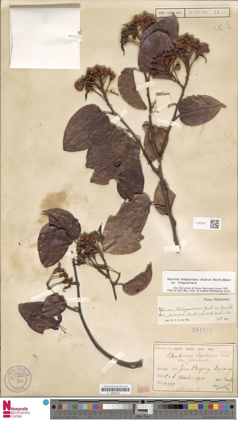 Phanera finlaysoniana var. finlaysoniana photo 4