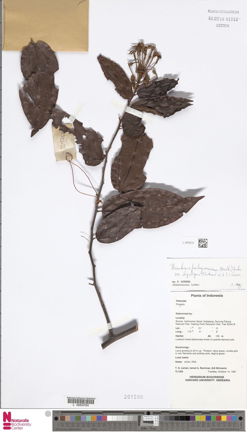 Phanera finlaysoniana var. leptopus