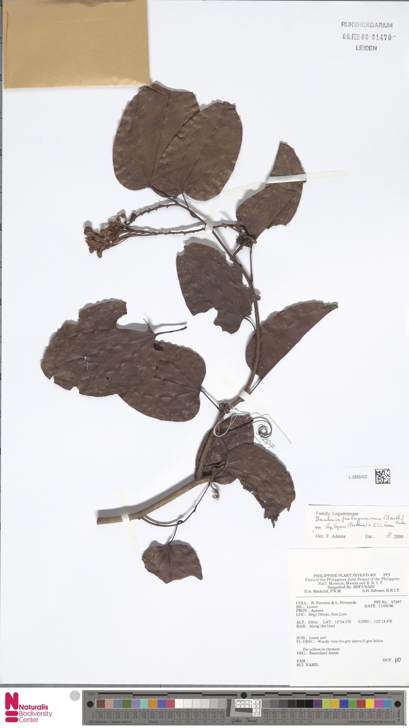 Phanera finlaysoniana var. leptopus photo 2