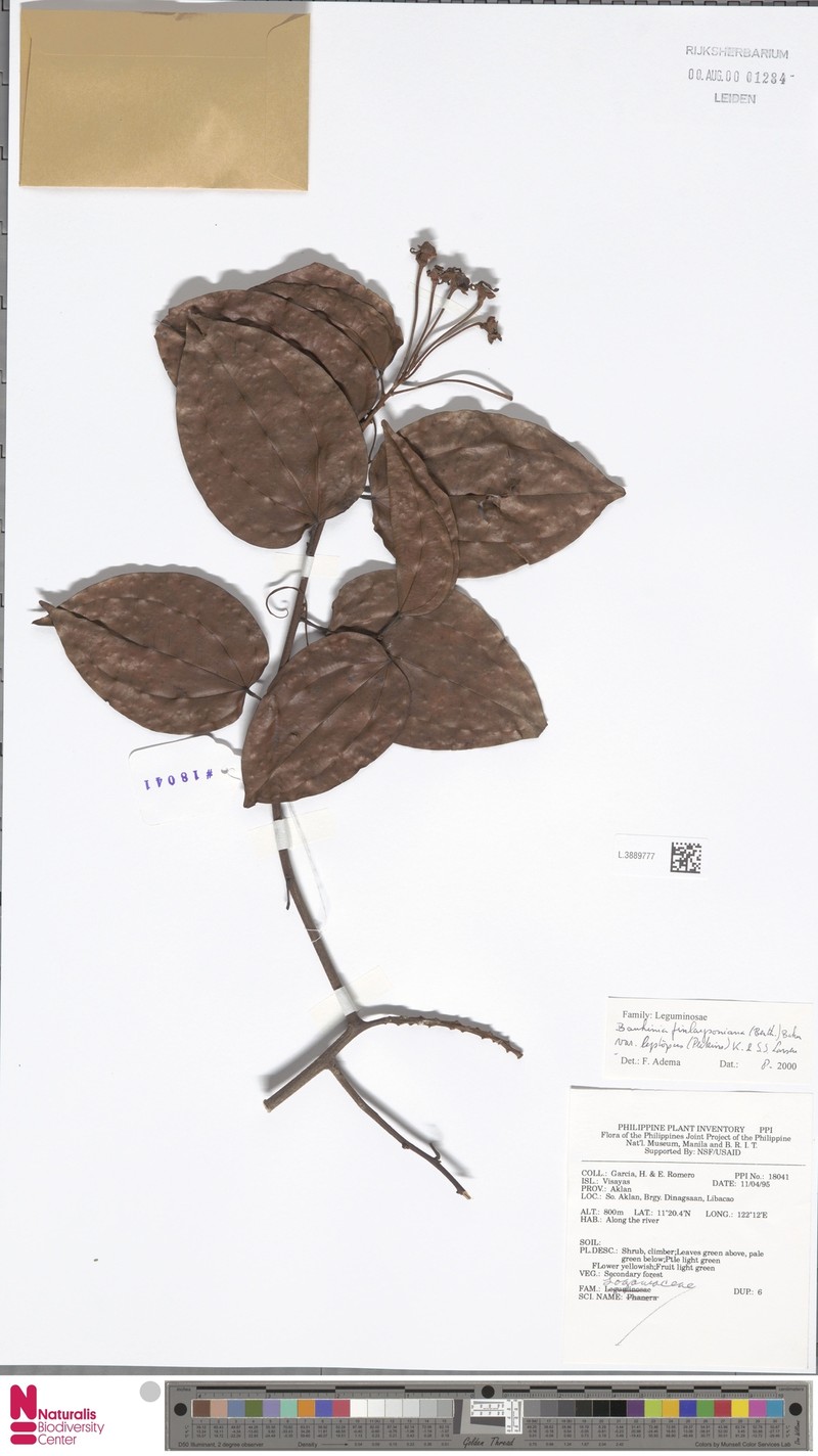 Phanera finlaysoniana var. leptopus photo 3