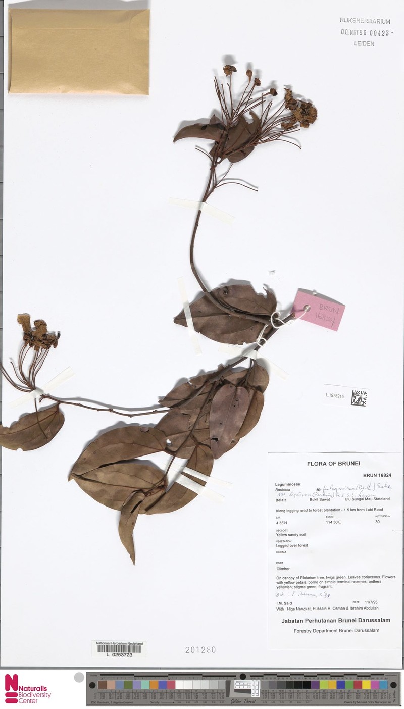 Phanera finlaysoniana var. leptopus photo 4