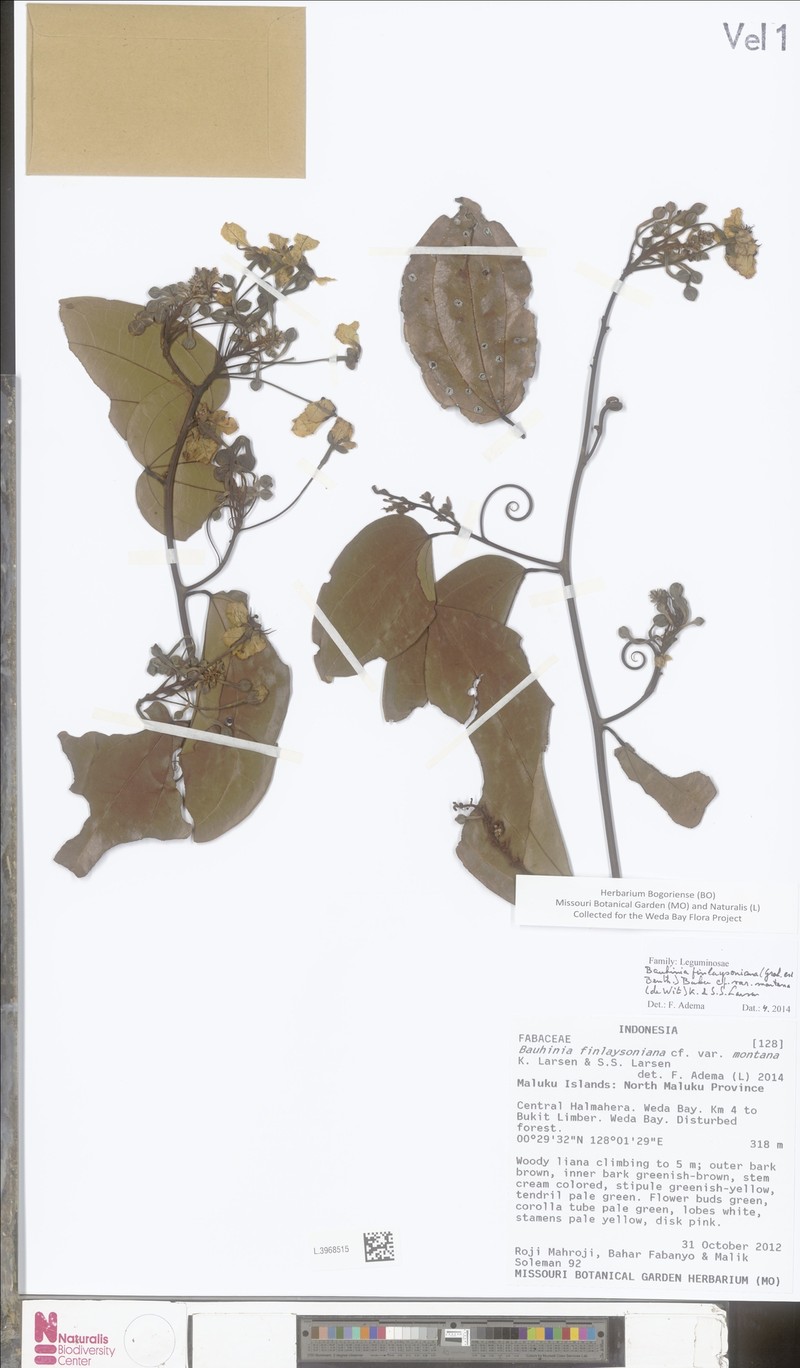 Phanera finlaysoniana var. montana