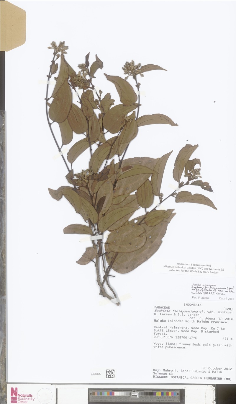 Phanera finlaysoniana var. montana photo 2