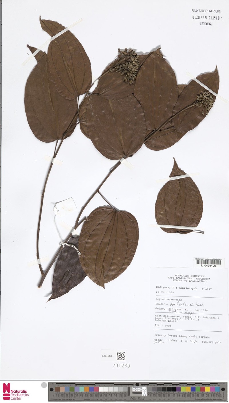 Phanera glabrifolia var. glabrifolia