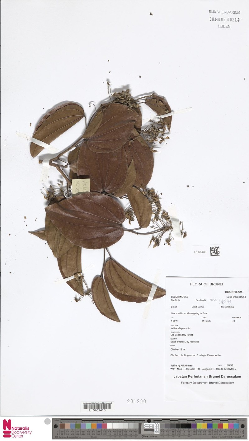 Phanera glabrifolia var. glabrifolia photo 2
