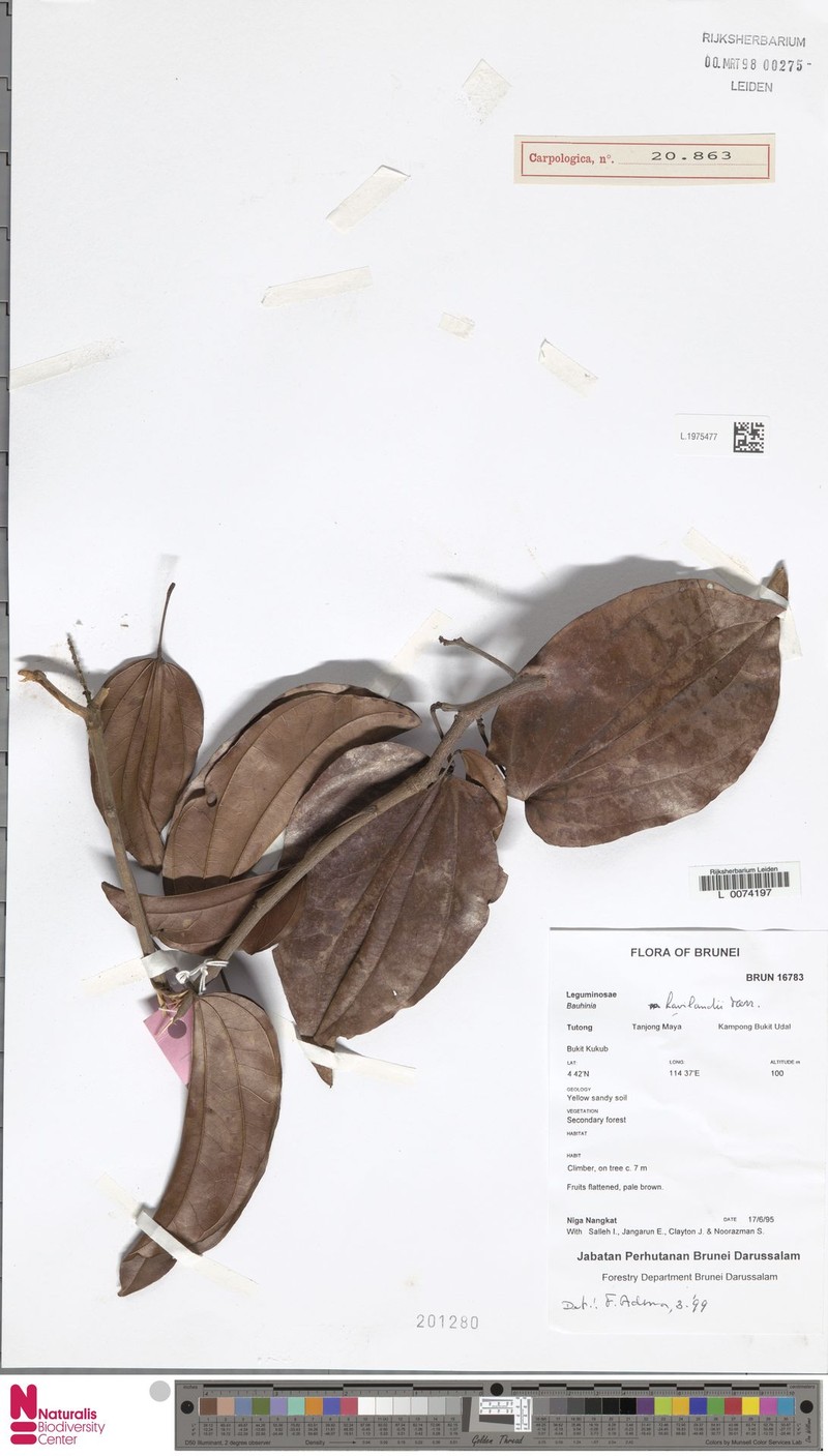 Phanera glabrifolia var. glabrifolia photo 3