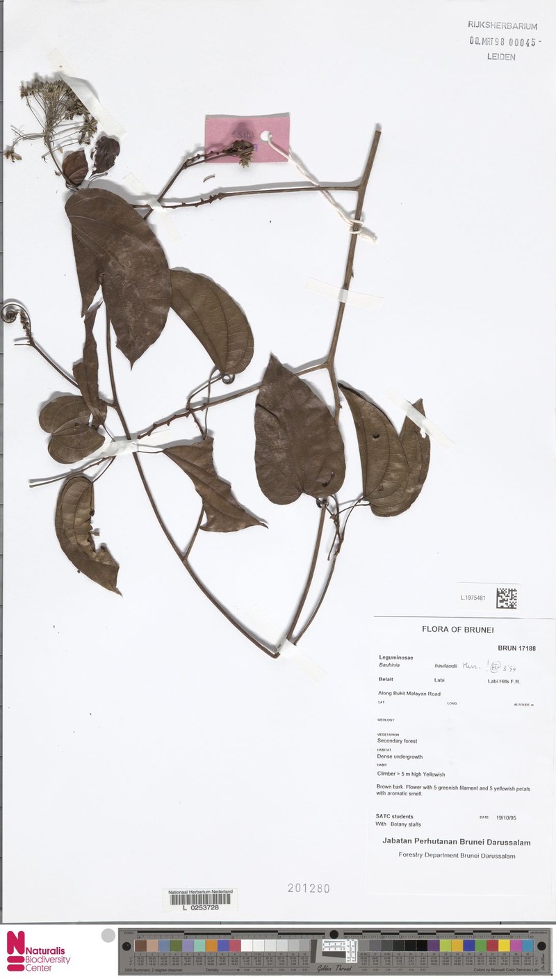 Phanera glabrifolia var. glabrifolia photo 4