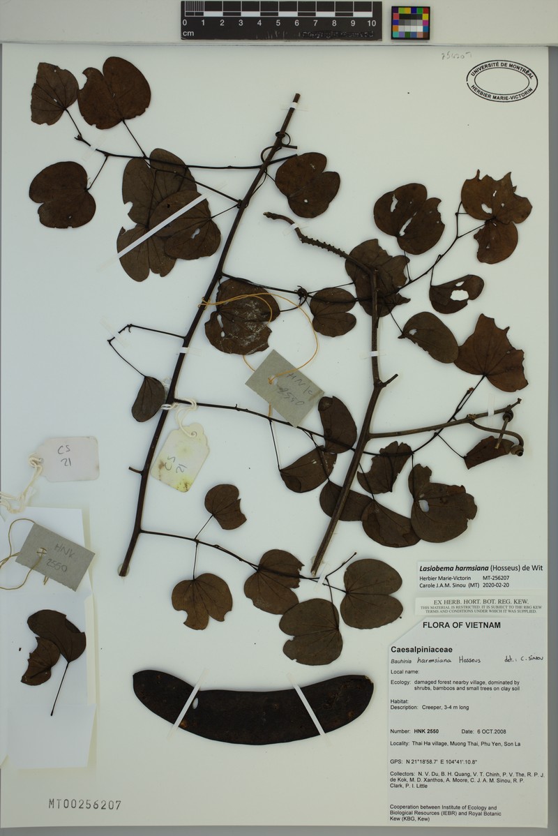 Phanera harmsiana