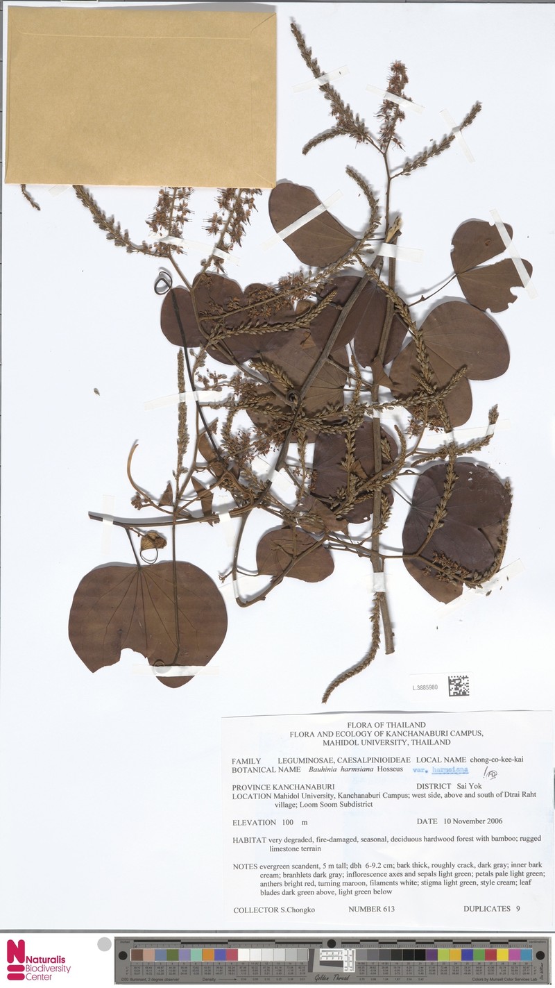 Phanera harmsiana photo 2