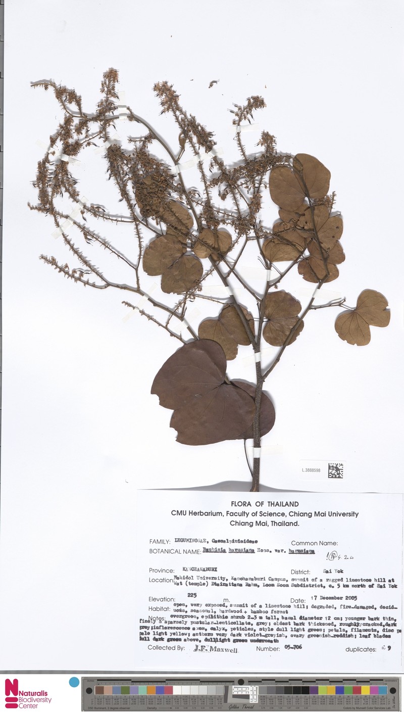 Phanera harmsiana photo 3