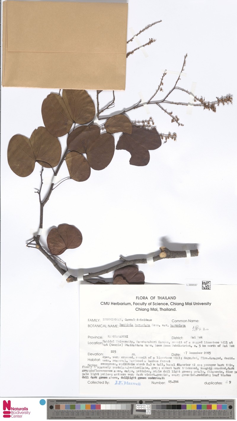 Phanera harmsiana photo 4