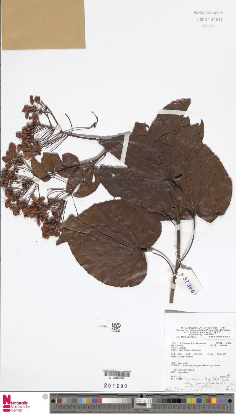 Phanera integrifolia subsp. cumingiana photo 2