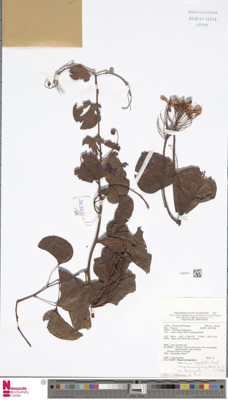 Phanera integrifolia subsp. cumingiana photo 3