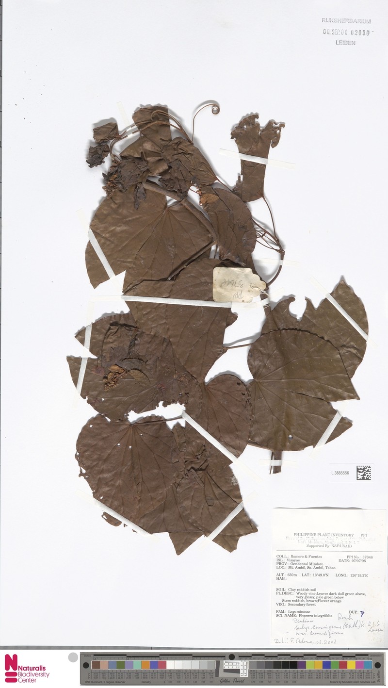Phanera integrifolia subsp. cumingiana photo 4