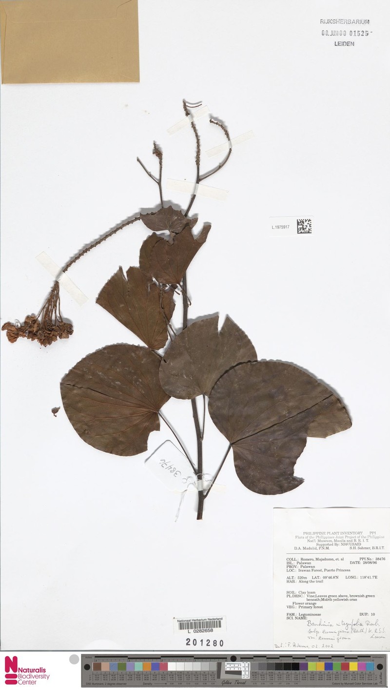 Phanera integrifolia subsp. cumingiana photo 5
