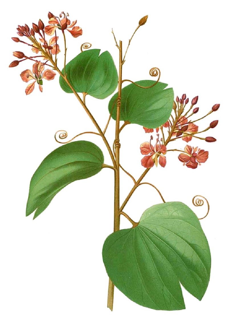 Phanera integrifolia subsp. cumingiana