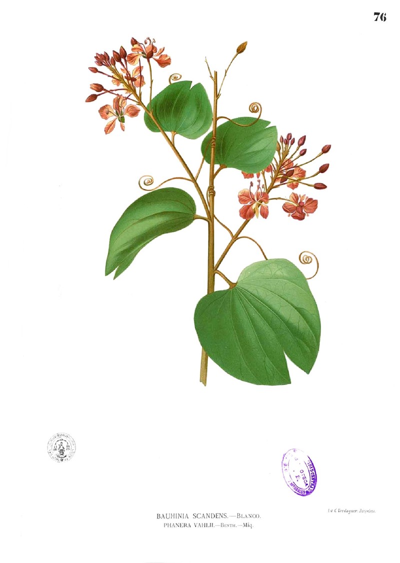 Phanera integrifolia subsp. cumingiana photo 6