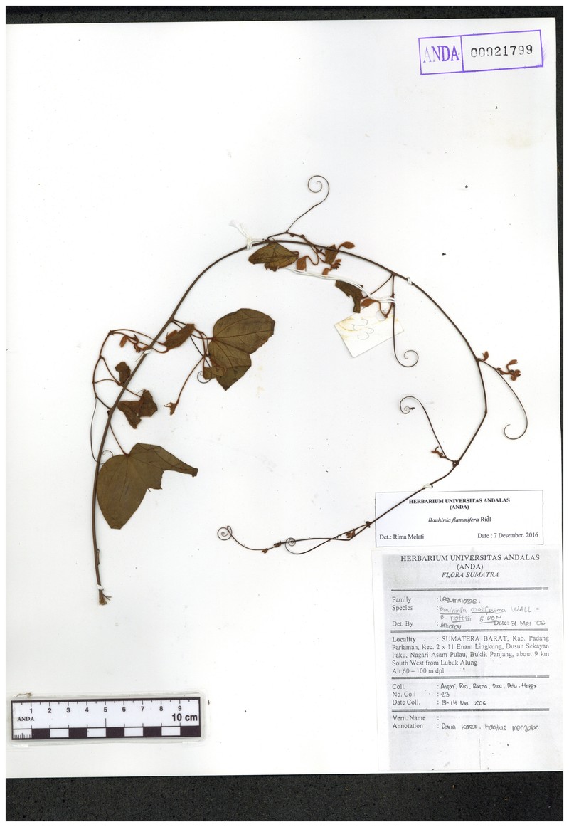 Phanera integrifolia subsp. integrifolia