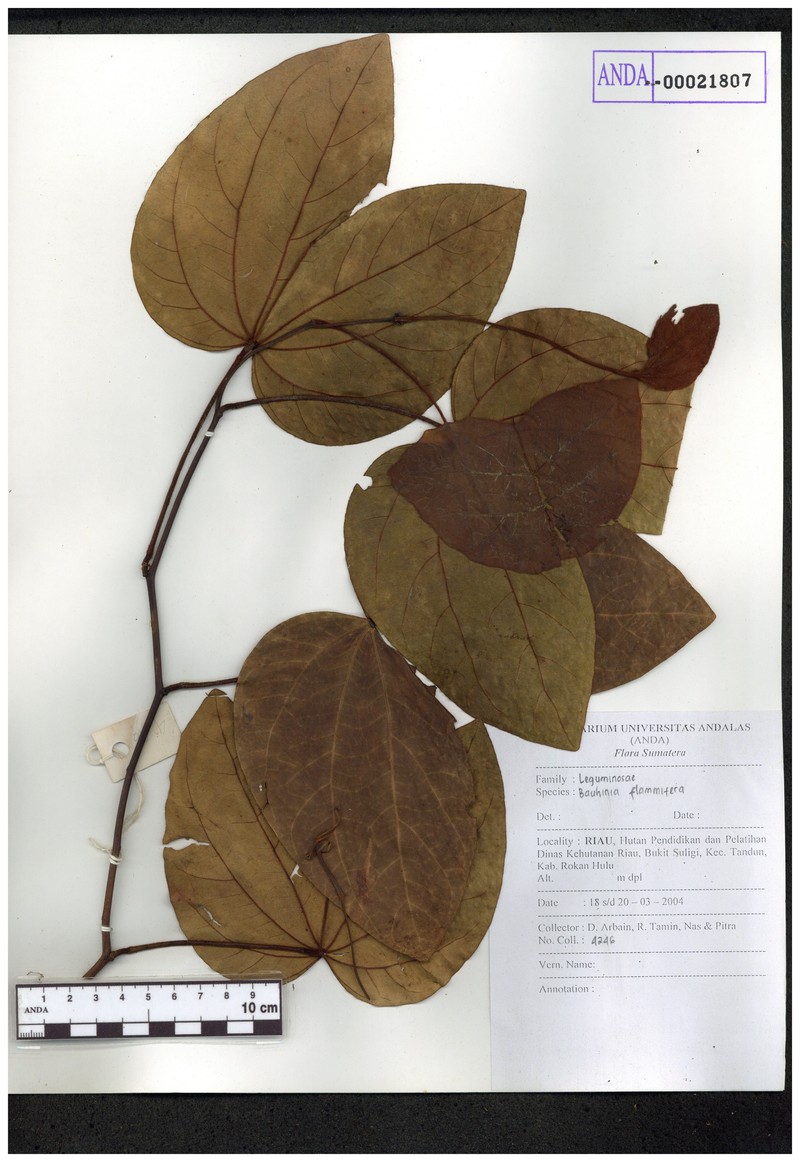 Phanera integrifolia subsp. integrifolia photo 2