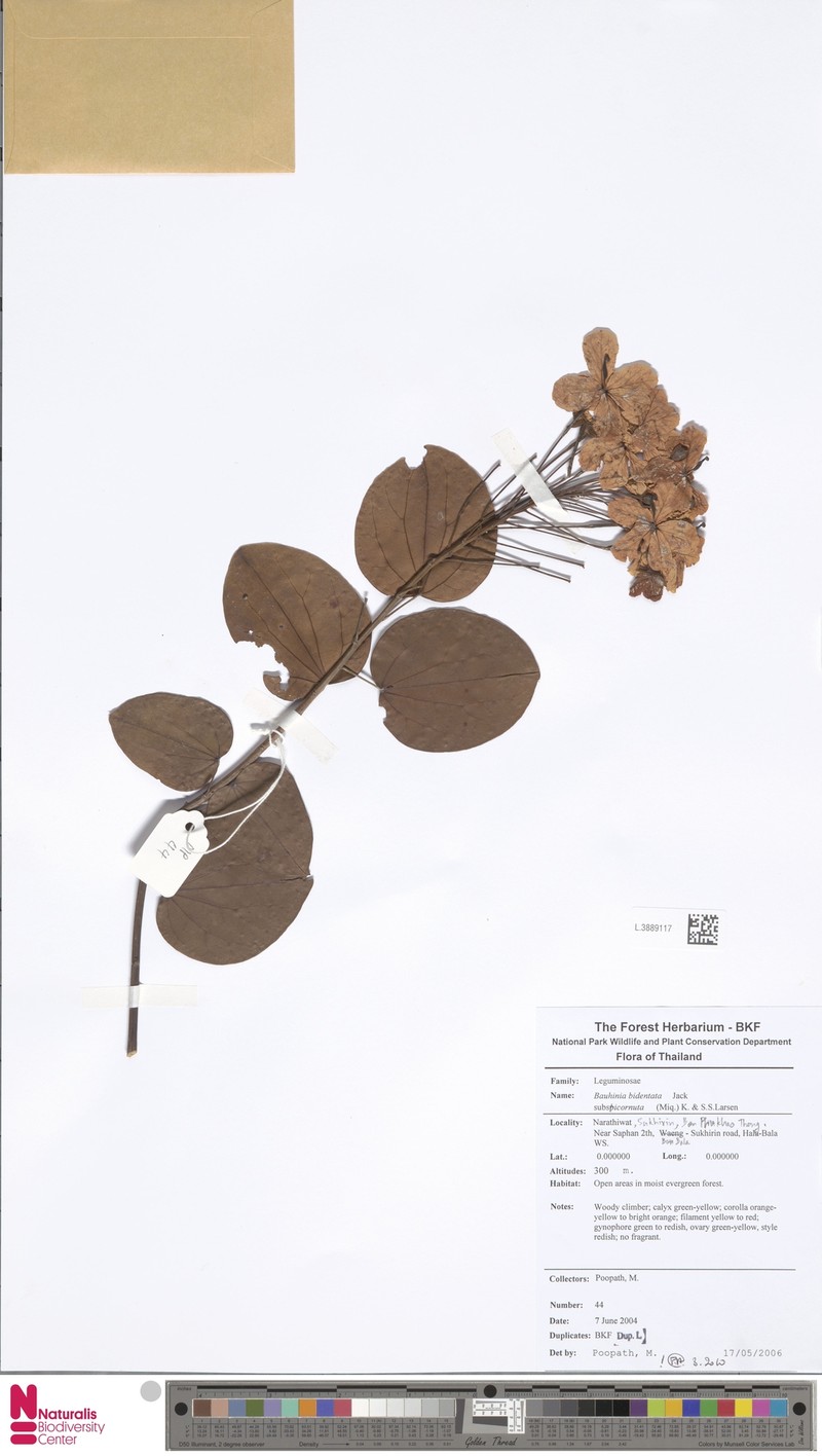 Phanera integrifolia subsp. integrifolia photo 3