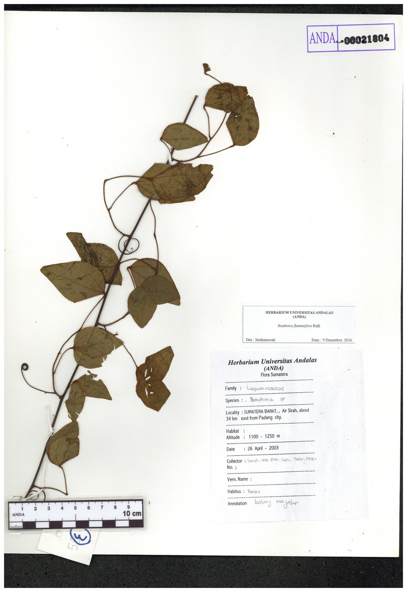Phanera integrifolia subsp. integrifolia photo 4