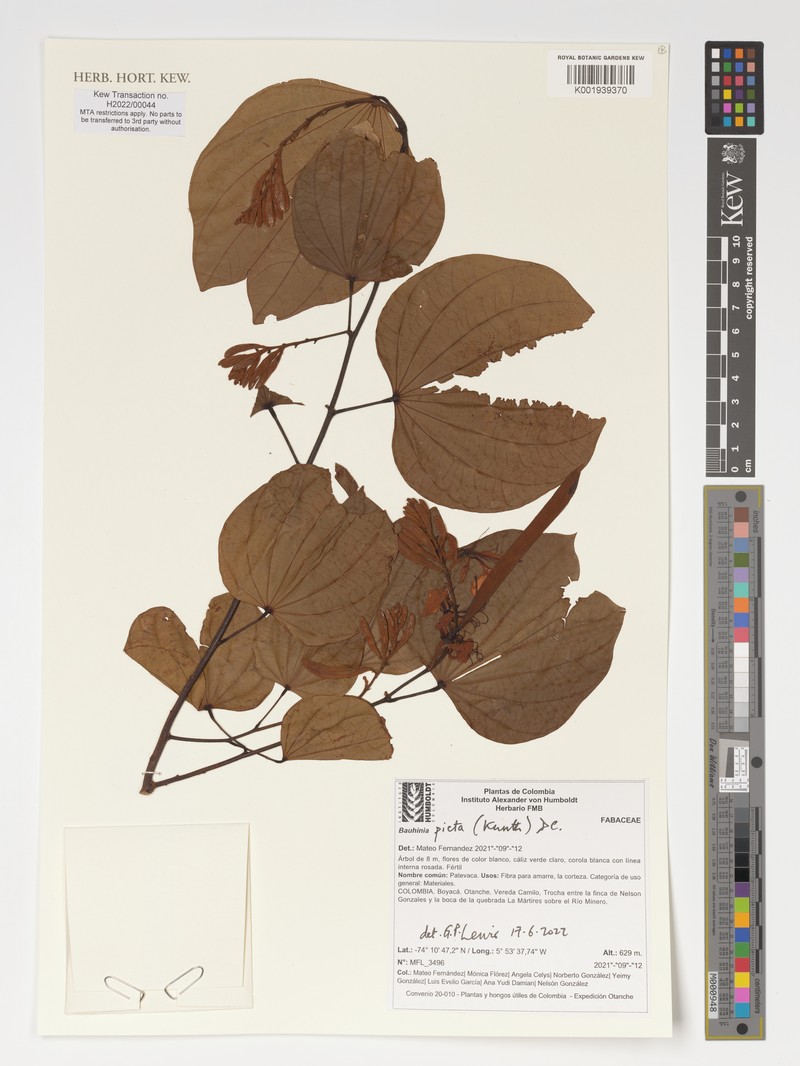 Phanera khasiana var. khasiana